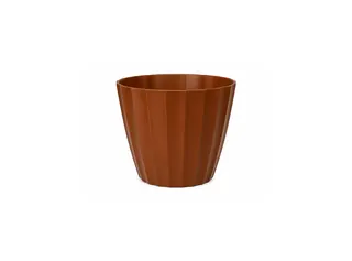 Bojo Cacau